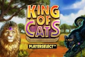 King of Cats recenzja