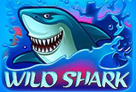 Wild Shark recenzja