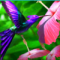 colibri